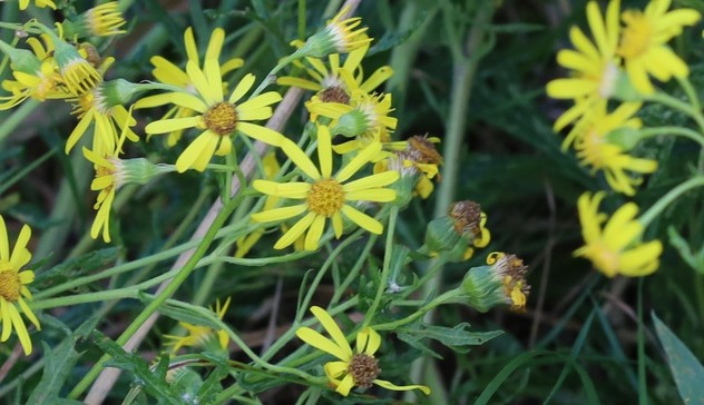 A plant with lots of yellow daisy-shaped flowers. The petals are a bit longer than a normal ragwort, the leaves are quite thin and underneath the flowers the bracts are green, without black tips which lots of ragwort species have.
