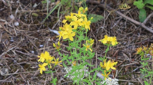 A plant with gaudy yellow five-petalled flowers.