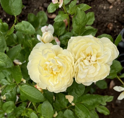 Close up of light yellow rosette style shrub rose ‘Vanessa Bell’
