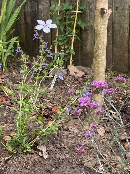 A young white/pale mauve large flowered clematis in the background on the fence with wispy blue/purple Salvia African Sky and pinky purple lollipop Verbena bonariensis plants in the foreground 