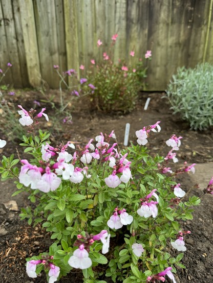 My favourite salvia ‘Mirage Soft Pink’. Beautiful delicate pale pink petals hang down from darker pink bases on a lush green leaved small bush.  Wispy Pink Fountain Gaura in the background and a small, dense mid-green leaved lavender bush. 