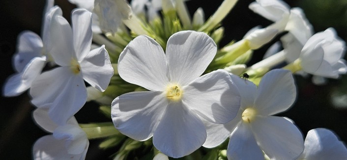 White flowered herbaceous phlox catching the afternoon September sunlight. It looks too short to be paniculata, but it could be a cultivar called David.