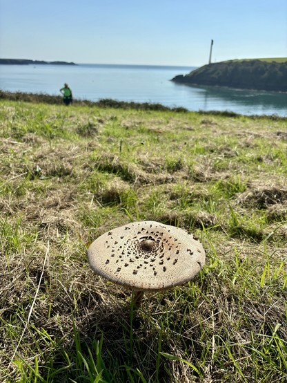 View of a parasol mushroom from the coastpath close to Dale fort 