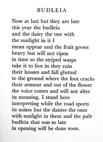 Text of poem -
BUDLEIA.
Now at last but they are late this year the budleia and the daisy the one with the sunlight in it I mean appear and the fruit grows heavy but will not ripen in time so the striped wasps take it to live in they ruin their houses and fall glutted to the ground where the foot cracks their armour and out of the flower the voice comes and will not alter its meaning. I stand here interpreting while the road sports its noises but the daisies the ones with sunlight in them and the pale budleia that was so late in opening will be done soon.