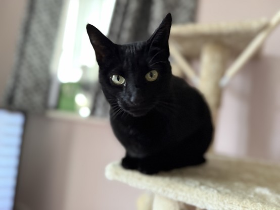 A black cat perched on her cat tree looking at the camera. 