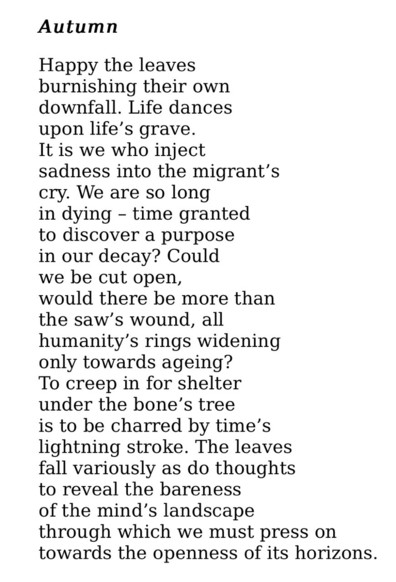 Text of poem -
Autumn.
Happy the leaves burnishing their own downfall. Life dances upon life's grave. It is we who inject sadness into the migrant's cry. We are so long in dying - time granted to discover a purpose in our decay? Could we be cut open, would there be more than the saw's wound, all humanity's rings widening only towards ageing? To creep in for shelter under the bone's tree is to be charred by time's lightning stroke. The leaves fall variously as do thoughts to reveal the bareness of the mind's landscape through which we must press on towards the openness of its horizons.