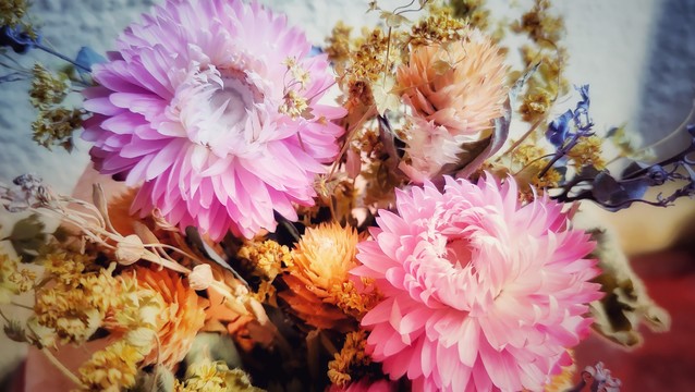 Close-up of frilly eternal flowers.