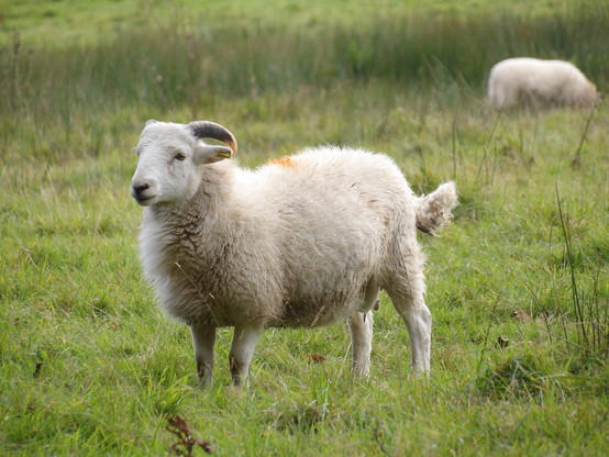 Mae defaid yn sefyll mewn cae, edrych braidd yn trist. Yn y cefndir mae defaid arall yn pori.