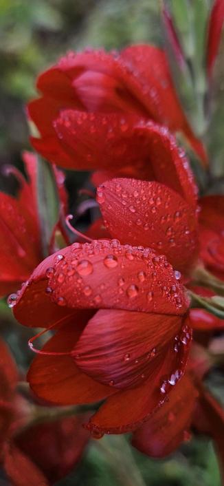 Blood red flowers of Hesperantha Cindy Towe, covered in water droplets.