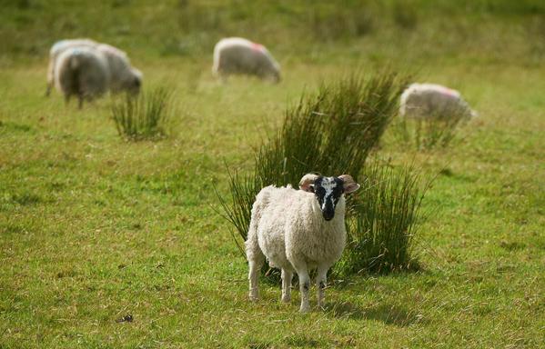 A lamb with a black and white face and small horns is stood in front of a patch of grass in field, while other sheep are grazing in the background