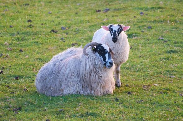 A ewe and lamb cosied up together in a field. 