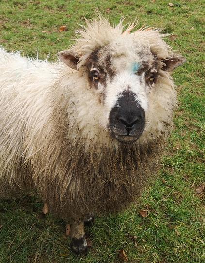 Panda, still very young, looking all fluffy and punky, yet to have his first shearing. He has dark patches round his eyes and the end of his muzzle is brown. There is a spot of blue on his face, perhaps where he was marked in my neighbour's flock.