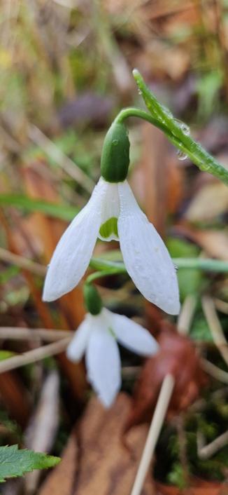 Galanthus Remember Remember is an autumn or winter flowering snowdrop with long pointed white petals and a large green mark.
