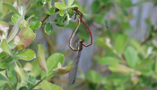 Two needle-shaped insects with their abdomens joined in a loop. The red male grips the black and yellow female with the tip of his abdomen, she grips the underside of the front of his abdomen, which is where his secondary genitalia are. Dragonfly reproduction is kind of complex.
