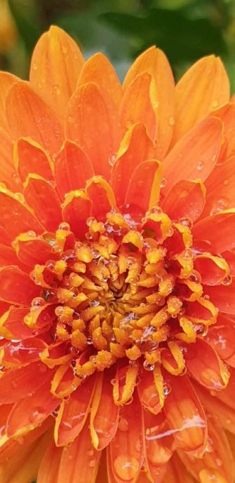 Chrysanthemum Dixter Orange