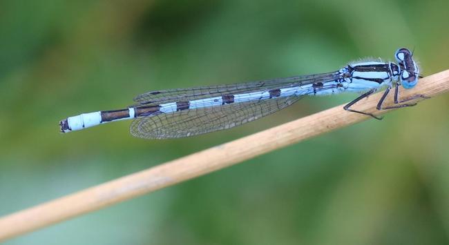 A long thin insect clings to a rush stem. It is mainly bright blue with some black parts.