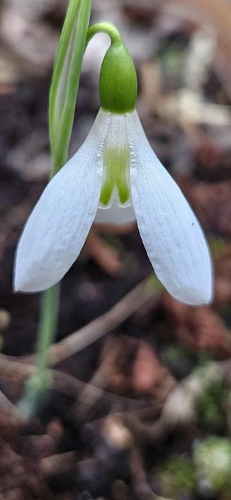 Galanthus Peter Gatehouse.