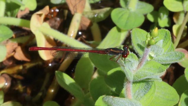 A small insect sits on the leaf of a small water-plant (Marsh St John's Wort) near the surface of a boggy stream. Its long, thin abdomen is entirely red, its thorax is dark and shiny, its eyes are red. Its legs are a pink-ish colour, not black like those of the Large Red.