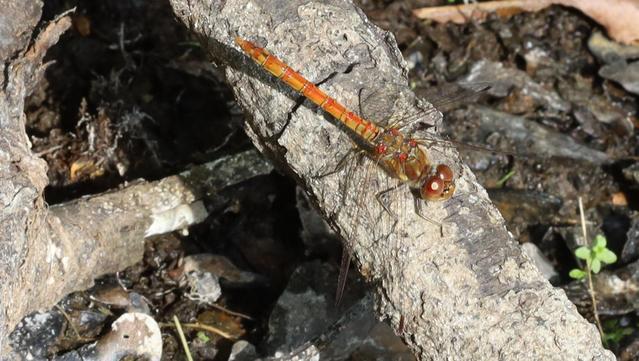 A dragonfly sits on a fallen branch, sunbathing. Its abdomen is a mixture of yellow and orange, reflecting a gradual change of colour. A close look at its legs shows that each has a pale stripe running along its length, rather than being entirely black.