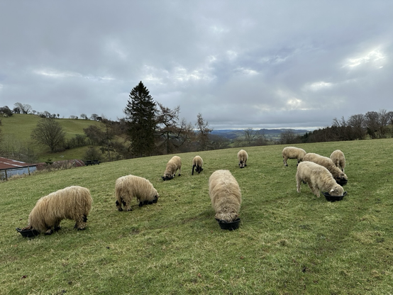 Sheep are in a field. Their faces are down, eating their Christmas breakfast out of black trugs. 