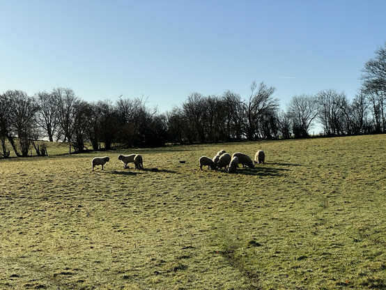 Sheep in a field, eating from trugs. The sun is shining. 