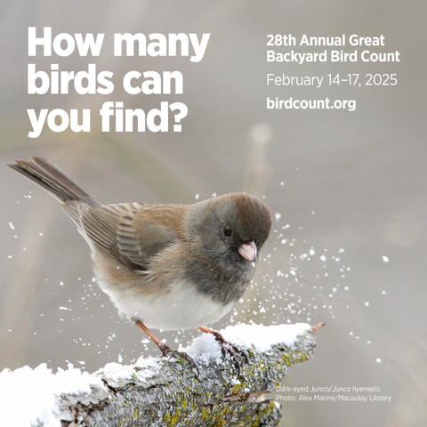 A professional photo of a Dark-Eyed Junco on a snowy branch.  Text says: "How Many Birds can you find?  28th annual Great Backyard Bird Count, February 14-17, 2025.
Photo credit: Alex Marine / Macaulay Library