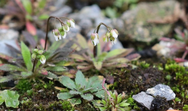 Several very small plants, each a tight rosette of leaves at ground level with a single stem rising up, the stem having a cluster of white flowers at its drooping tip.