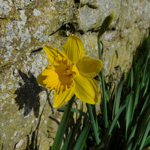 Colour photograph of a single yellow daffodil flower, growing against a stone wall. It is casting a strong shadow onto the wall. 