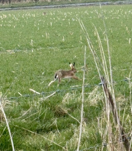 A hare foraging less than 10 metres away from me. 