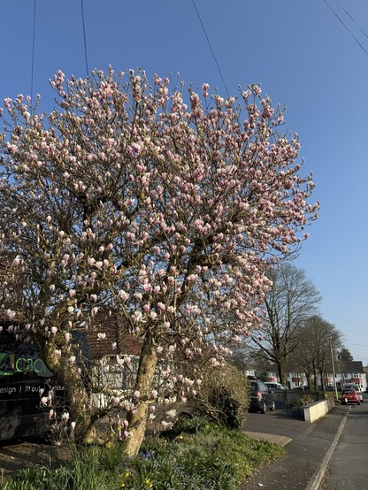 Large magnolia tree in a fro t garden in a suburban street, in full pink\white bloom contrasting against bright blue sky