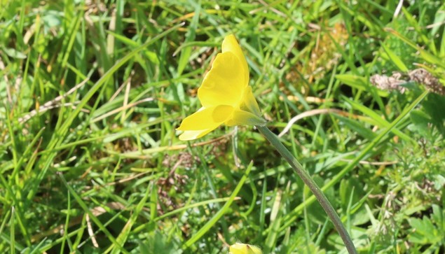 A single yellow flower on the end of a leafless stalk, seen side-on. The sepals under the flower fold back towards the stem.