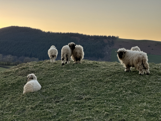 Six sheep on a hillock, with a hill in the background, at sunset. One sheep is lying down. Two sheep are looking at the camera. 