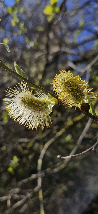 Willow flowers glowing in the midday sun.