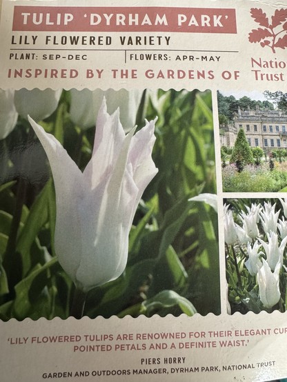 Bulb Packet showing photo of fancy white tulip ‘Dyrham Park’ from the National Trust 