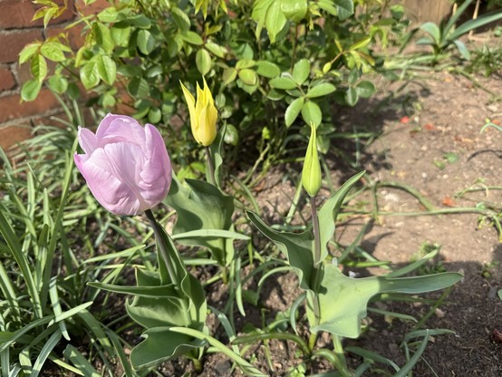 Pink tulip in the foreground with a yellow fancy tulip blooming behind with another yellow budded tulip 
