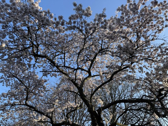 View up through the branches of a white blossom tree. The sky is light blue and the branches and blossom clusters are partly silhouetted and partly lit by the late afternoon sunshine