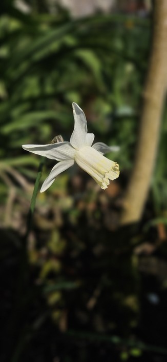 New seedling narcissus.