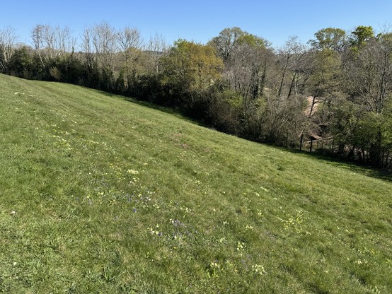 A steep bank of green grass punctuated by yellow primroses and small purple spring flowers. There is mixed woodland behind and a lovely blue sky. 