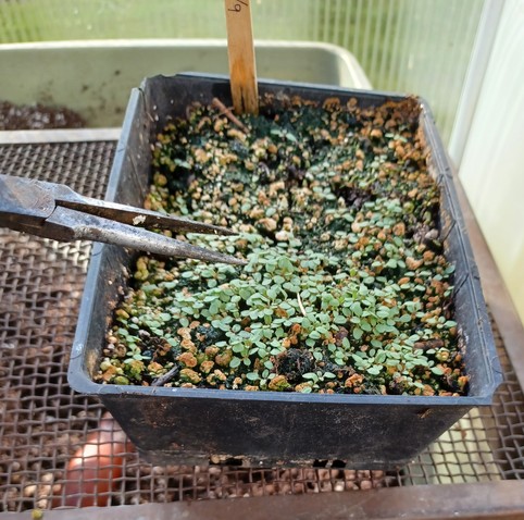 A 4x6 inch/ 100x150mm black seed starting tray on a greenhouse bench. The tray contains several hundred Verbena bonariensis seedlings that need to be thinned out. A pair of needle-nosed pliers is shown in the process of plucking out the surplus seedlings.