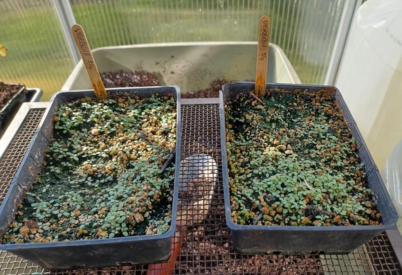 two 4x6 inch/ 100x150mm black seed starting trays side by side on a greenhouse bench.  Each tray contains several hundred Verbena bonariensis seedlings that need to be thinned out.