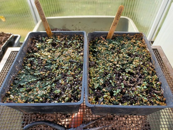 two 4x6 inch/ 100x150mm black seed starting trays side by side on a greenhouse bench.  Each tray contains about 50 Verbena bonariensis seedlings after thinning out the surplus.