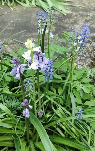 A mixture of bluebells, whitebells and grape hyacinths in a little patch of greenery.