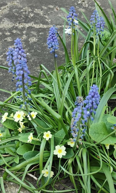 Some grape hyacinths and primroses in a patch of greenery.