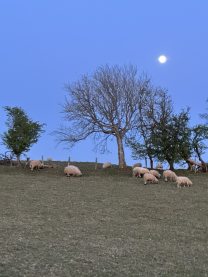 Some sheep in front of a tree. The moon is visible above them. 