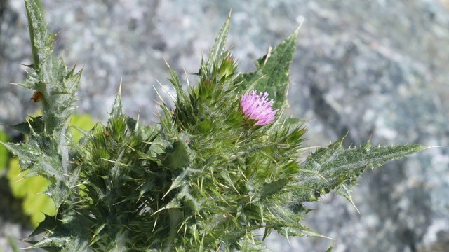 A thistle with a dense cluster of spiny leaves and a single pale purple flower.