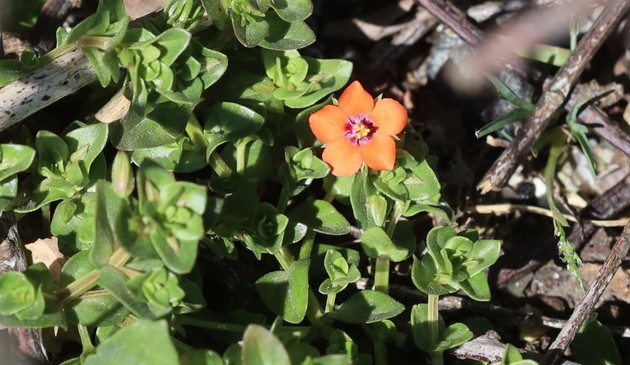 A bright red flower with 5 petals, growing near the ground amid clusters of its leaves.