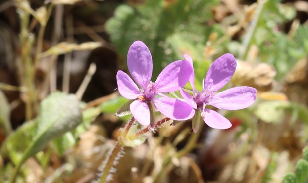 Two pink flowers with 5 petals each. The flowers are almost, but not quite, symmetrical in a way that somehow manages to be slightly annoying if you have that sort of a mind-set.