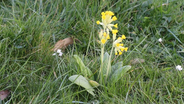 A plant with a rosette of leaves all at ground level, while the yellow flowers are on top of taller flower stalks.
