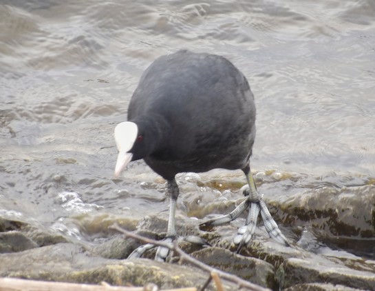 Coot newydd ddod allan o'r dwr
