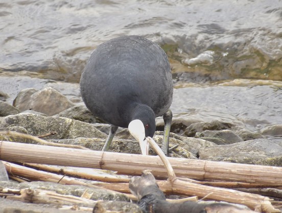 Coot yn casglu defnydd nythu ger y dwr